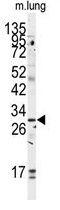 Golgi Phosphoprotein 3 antibody, GTX81442, GeneTex, Western Blot image 