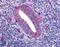 Kallikrein-4 antibody, LS-B1736, Lifespan Biosciences, Immunohistochemistry paraffin image 