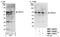 AT-rich interactive domain-containing protein 3B antibody, NBP1-30457, Novus Biologicals, Western Blot image 