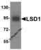 Lysine Demethylase 1A antibody, 8223, ProSci, Western Blot image 