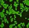 CD24 Molecule antibody, orb319443, Biorbyt, Immunofluorescence image 