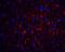 GDNF Family Receptor Alpha 1 antibody, A02897, Boster Biological Technology, Immunofluorescence image 