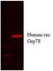 KDEL  antibody, 11134, QED Bioscience, Western Blot image 