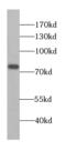 Cullin 4A antibody, FNab02078, FineTest, Western Blot image 