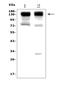 Polymeric Immunoglobulin Receptor antibody, A01624, Boster Biological Technology, Western Blot image 