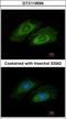 Oxysterol Binding Protein Like 10 antibody, GTX119594, GeneTex, Immunocytochemistry image 