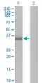 Cell Growth Regulator With EF-Hand Domain 1 antibody, H00010669-M01, Novus Biologicals, Western Blot image 