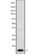 ATP Synthase F1 Subunit Epsilon antibody, abx148427, Abbexa, Western Blot image 