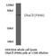 Sodium Channel Epithelial 1 Delta Subunit antibody, AP01381PU-N, Origene, Western Blot image 