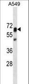 Protein Tyrosine Phosphatase Non-Receptor Type 11 antibody, LS-C162299, Lifespan Biosciences, Western Blot image 