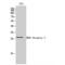 KDEL Endoplasmic Reticulum Protein Retention Receptor 3 antibody, LS-C384247, Lifespan Biosciences, Western Blot image 