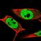 ING2 antibody, PA5-54001, Invitrogen Antibodies, Immunofluorescence image 