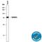 SAM And HD Domain Containing Deoxynucleoside Triphosphate Triphosphohydrolase 1 antibody, MAB8120, R&D Systems, Western Blot image 