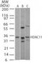 Histone deacetylase 11 antibody, TA336345, Origene, Western Blot image 