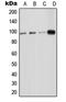 Intercellular Adhesion Molecule 5 antibody, LS-C352934, Lifespan Biosciences, Western Blot image 