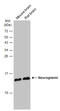 Neurogranin antibody, GTX134074, GeneTex, Western Blot image 