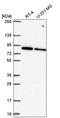 Serine/threonine-protein kinase SRPK1 antibody, HPA056486, Atlas Antibodies, Western Blot image 