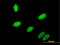 Gastrulation Brain Homeobox 2 antibody, LS-C197281, Lifespan Biosciences, Immunofluorescence image 