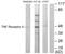 TNF Receptor Superfamily Member 1B antibody, LS-C118816, Lifespan Biosciences, Western Blot image 