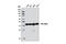 Beta-Actin antibody, 8456S, Cell Signaling Technology, Western Blot image 