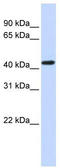 Opioid Receptor Kappa 1 antibody, TA330000, Origene, Western Blot image 
