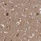 Toll Interacting Protein antibody, HPA038622, Atlas Antibodies, Immunohistochemistry frozen image 