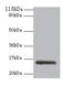 ES Cell Expressed Ras antibody, LS-B12257, Lifespan Biosciences, Western Blot image 