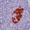 Insulin antibody, LS-C87734, Lifespan Biosciences, Immunohistochemistry paraffin image 