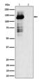 TAO Kinase 1 antibody, P07063, Boster Biological Technology, Western Blot image 
