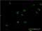 RNA Polymerase II Subunit F antibody, H00005435-M02, Novus Biologicals, Immunofluorescence image 