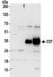 CD7 Molecule antibody, NBP2-32097, Novus Biologicals, Western Blot image 