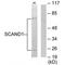 SCAN Domain Containing 1 antibody, PA5-49816, Invitrogen Antibodies, Western Blot image 