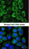 Solute Carrier Family 25 Member 22 antibody, NBP1-33385, Novus Biologicals, Immunofluorescence image 