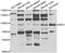 Interacts With SUPT6H, CTD Assembly Factor 1 antibody, abx006932, Abbexa, Western Blot image 