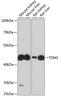 Target Of Myb1 Membrane Trafficking Protein antibody, GTX65905, GeneTex, Western Blot image 