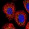 RAS P21 Protein Activator 2 antibody, NBP1-89794, Novus Biologicals, Immunofluorescence image 