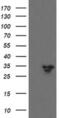 Src Like Adaptor 2 antibody, MA5-26061, Invitrogen Antibodies, Western Blot image 