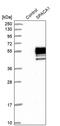 Sperm Acrosome Associated 1 antibody, PA5-55400, Invitrogen Antibodies, Western Blot image 