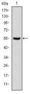 Protein Kinase N2 antibody, NBP2-37573, Novus Biologicals, Western Blot image 