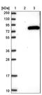 Aminoacylproline aminopeptidase antibody, NBP1-80615, Novus Biologicals, Western Blot image 