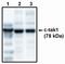 MAP/microtubule affinity-regulating kinase 3 antibody, PA1-12490, Invitrogen Antibodies, Western Blot image 