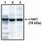 Microtubule Affinity Regulating Kinase 3 antibody, PA1-12490, Invitrogen Antibodies, Western Blot image 