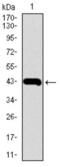 Matrix Metallopeptidase 2 antibody, abx011405, Abbexa, Western Blot image 