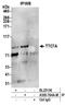 Tetratricopeptide repeat protein 7A antibody, A305-764A-M, Bethyl Labs, Immunoprecipitation image 