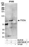 Tetratricopeptide Repeat Domain 7A antibody, A305-764A-M, Bethyl Labs, Immunoprecipitation image 