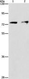 Integrator Complex Subunit 10 antibody, PA5-50338, Invitrogen Antibodies, Western Blot image 