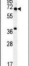 Methyltransferase Like 16 antibody, PA5-23518, Invitrogen Antibodies, Western Blot image 