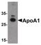 Apolipoprotein A1 antibody, PA5-21166, Invitrogen Antibodies, Western Blot image 