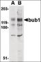 BUB1 Mitotic Checkpoint Serine/Threonine Kinase antibody, orb87985, Biorbyt, Western Blot image 