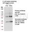 Glutathione-S-Transferase Tag antibody, 910GSTL, Progen Biotechnik GmbH, Western Blot image 